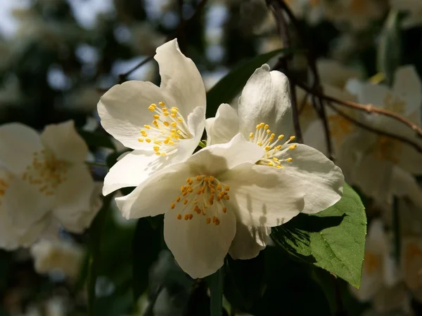 Fragrant white flowers of jasmine shrub — Stock Photo, Image