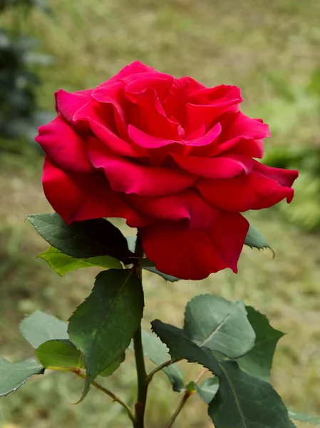 红玫瑰在花园里 — 图库照片
