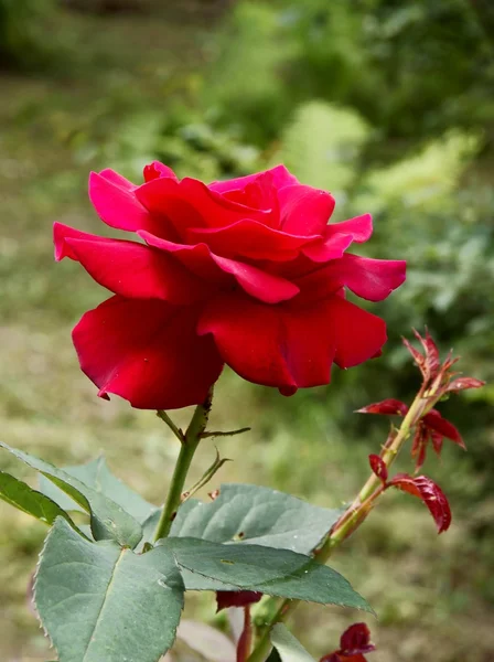 Red rose in a garden — Stock Photo, Image