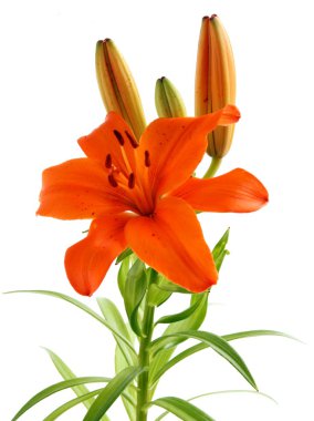 Çok renkli güzel zambak