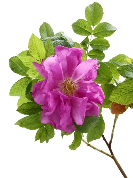 Fleur rose de rose douce Rosa centifolia — Photo