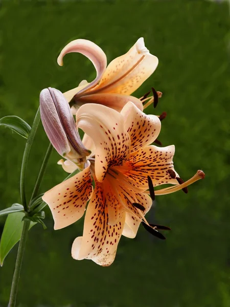 Pink lily close up — Stock Photo, Image