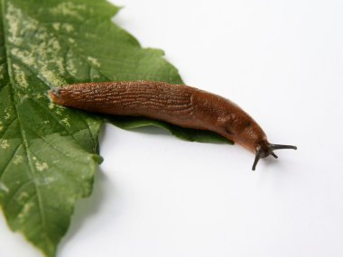 küçük kahverengi salyangoz