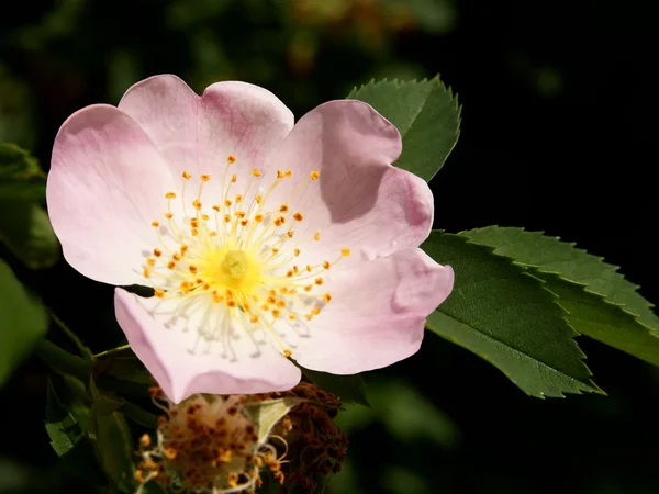 Fleur rose de rose sauvage — Photo