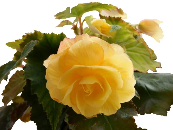 Flor amarela de begônia — Fotografia de Stock