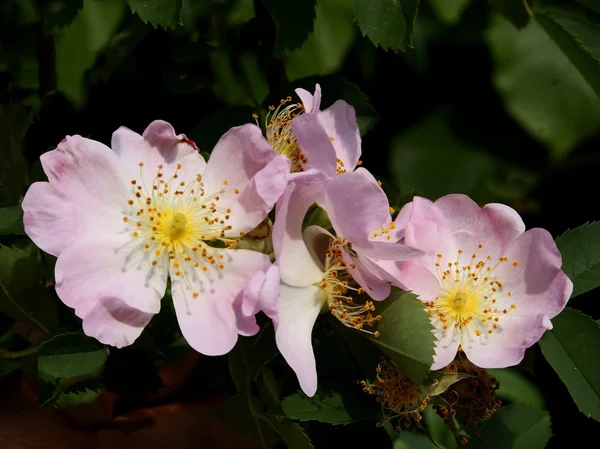 Růžový květ Šípkové — Stock fotografie