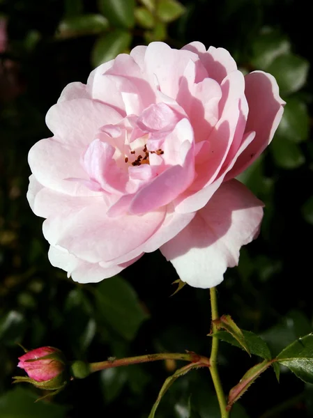 Jolie rose rose — Photo
