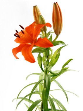 Turuncu lily çiçek