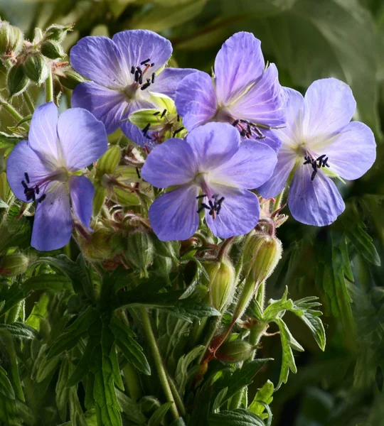 Flor azul de la planta de geranio de cerca — Foto de Stock