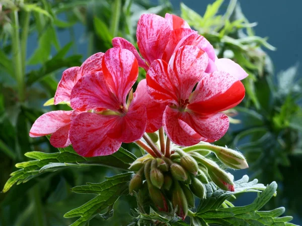 Muskátli pot-növény-rózsaszín virágok — Stock Fotó