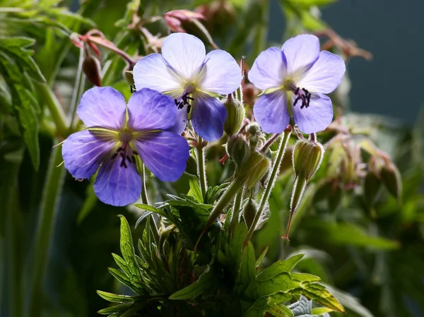 Fleur bleue de plante de géranium gros plan — Photo