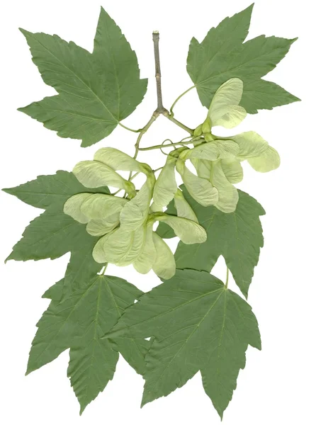 Winged-frön av sycamone träd — Stockfoto