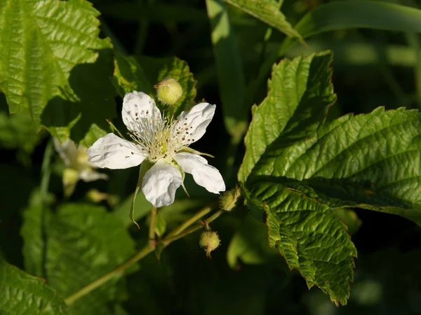 Flor branca de arbusto de amora silvestre na floresta — Fotografia de Stock