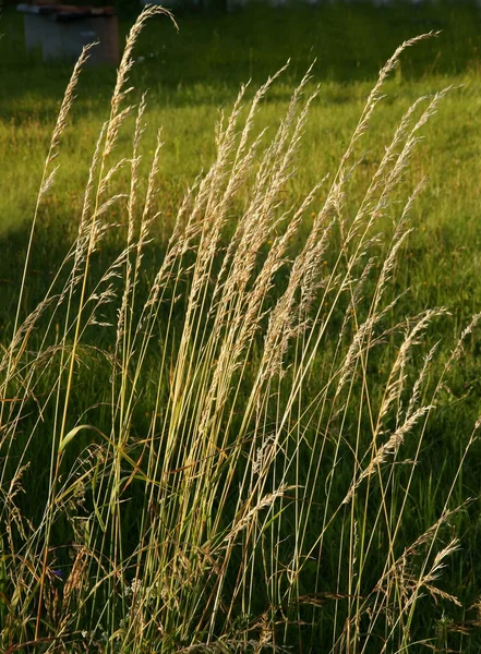 Trockenes Gras als Heu auf der Wiese — Stockfoto