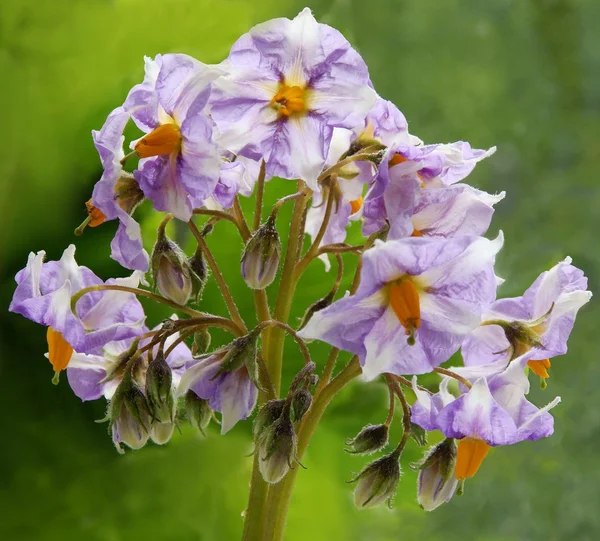 Lila flowers of potato plant on a field — Stock Photo, Image