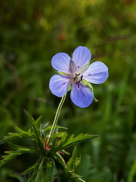 Blue flower of geranium plant close up — Stock Photo, Image