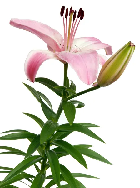 Rosa lily närbild — Stockfoto