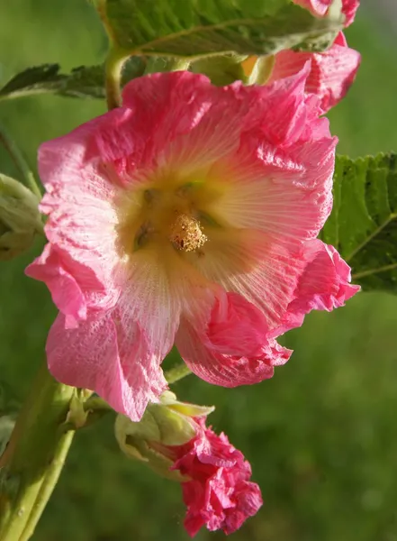 Rosa blomst av mallow – stockfoto