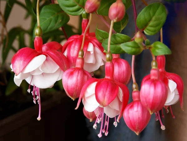 Flores rojas y blancas de fucsia —  Fotos de Stock