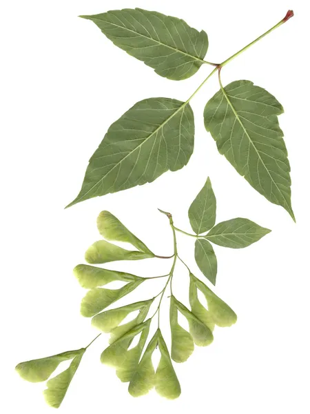 Green leaf and winged seeds of box elder tree — Stock Photo, Image