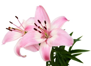 Pembe Zambak