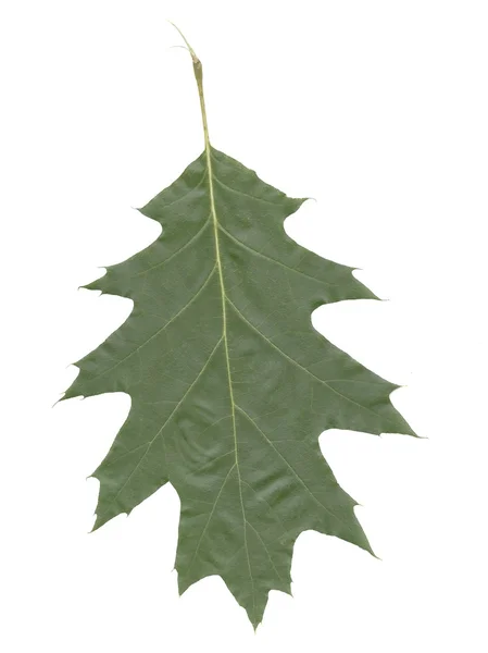 Green leaf of red oak tree — Stock Photo, Image