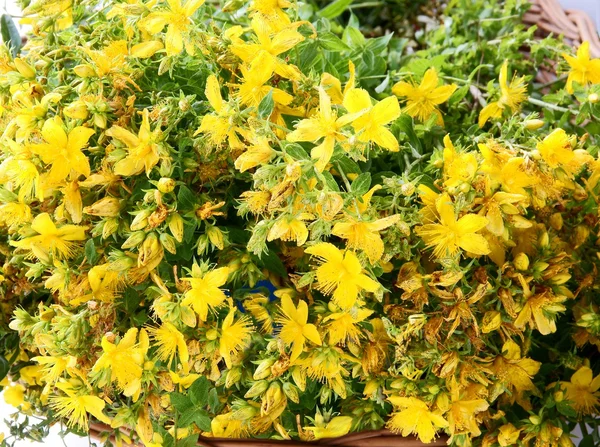 St.John van woord kruid met gele bloemen — Stockfoto