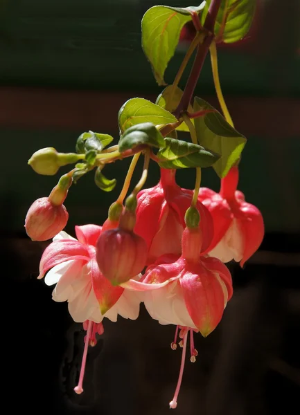 Fiori rossi e bianchi di pianta fucsia — Foto Stock