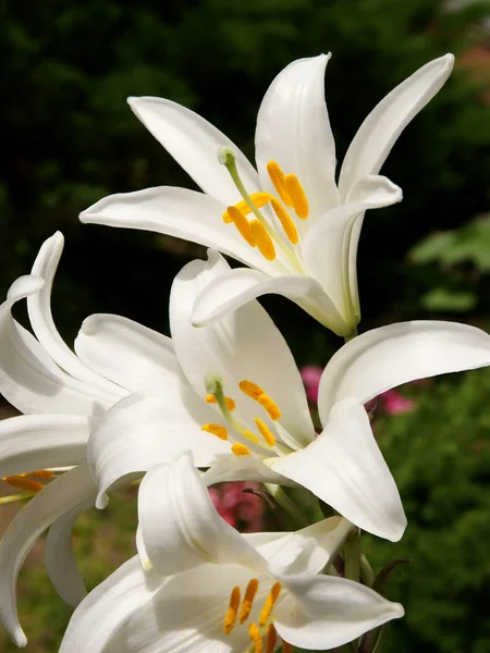 Weiße Lilien in einem Garten, — Stockfoto