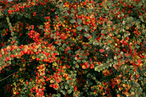 Berberis dekorativ buske på hösten — Stockfoto