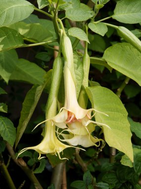 boynuz apple bitki pembe çiçekler