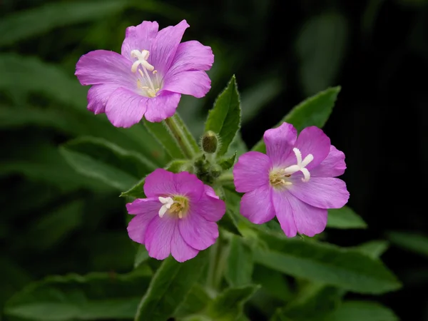 Фиолетовые цветы Willowherb — стоковое фото