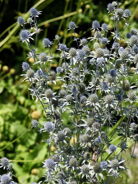 Blue star plants — Stock Photo, Image