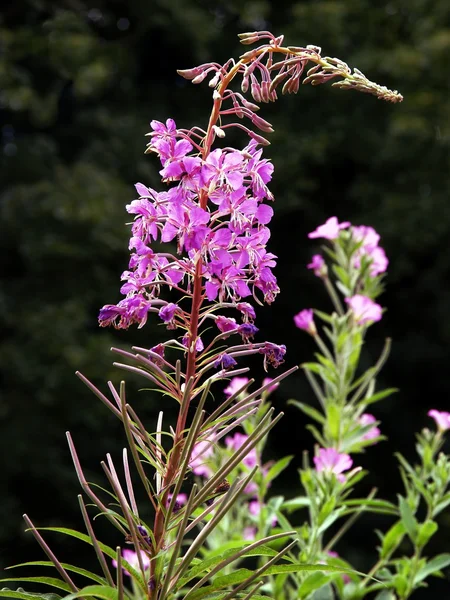 Flores roxas de planta willowherb — Fotografia de Stock