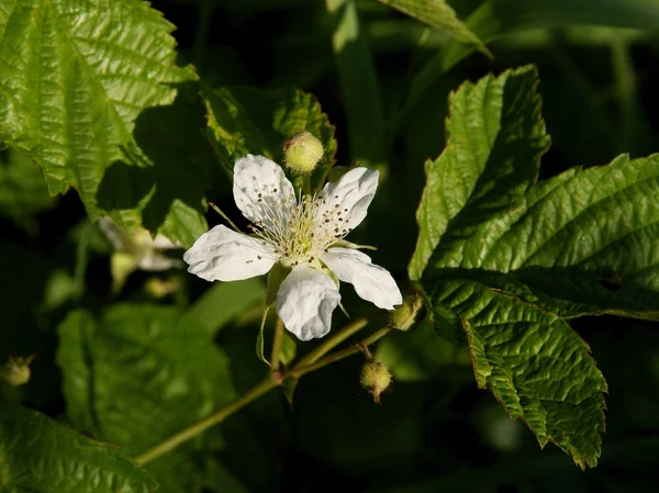 Flor branca de arbusto de framboesa — Fotografia de Stock