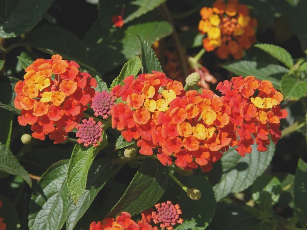 Blüten der tropischen Pflanze gelber Salbei — Stockfoto