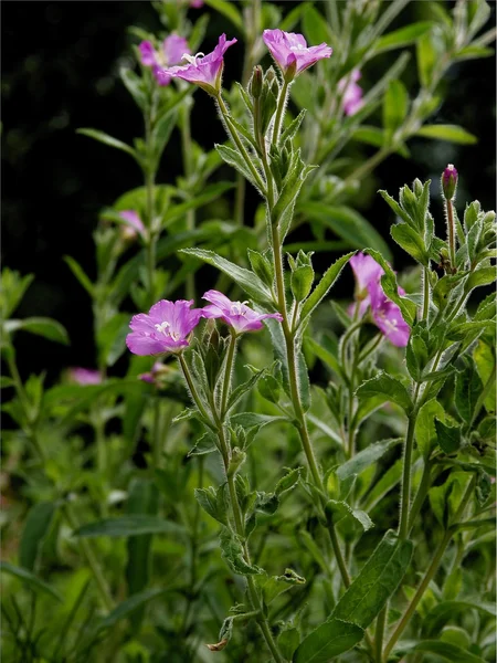 Фиолетовые цветы Willowherb — стоковое фото