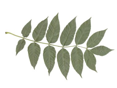 Leaf of ash tree clipart
