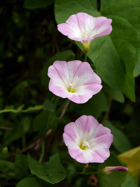Svlačec liána rostlina s růžovými květy — Stock fotografie