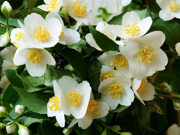 Güzel kokulu ve beyaz Yasemin çiçekleri — Stok fotoğraf
