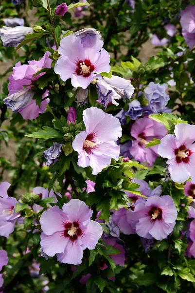 हिबिस्कसचे लिला फुले — स्टॉक फोटो, इमेज