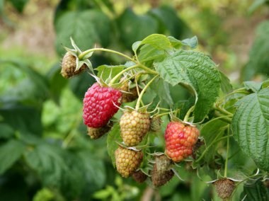Ahududu çalı üzerinde