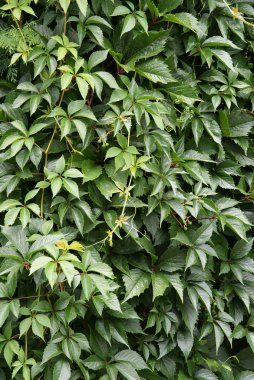 Asması bitkiler mahkûm olarak yeşil yaprakları ile