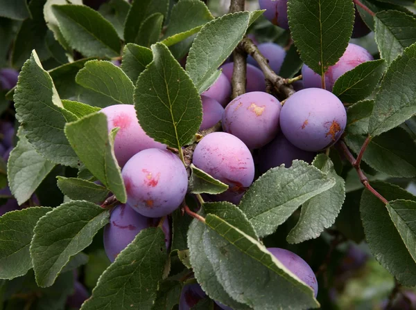 Prugne su albero da frutto in frutteto — Foto Stock