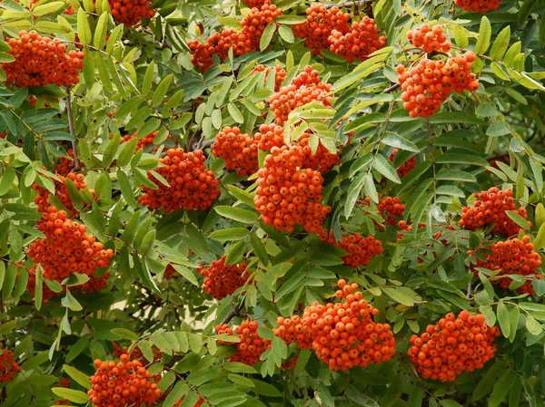 Ağustos ayında rowan ağacı üzerinde kırmızı meyveler — Stok fotoğraf