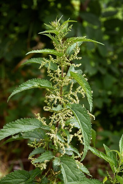 Nettle plant closeup