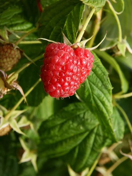 Reife Früchte der Himbeere — Stockfoto