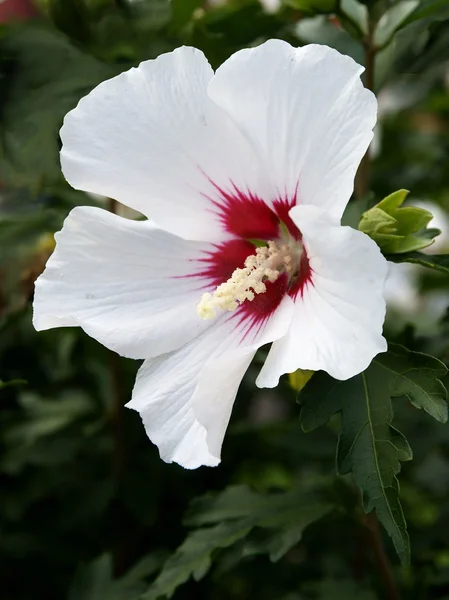 Hibiscus çiçek — Stok fotoğraf