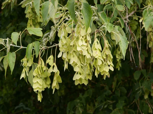 Semillas aladas verdes del árbol de Box Elder —  Fotos de Stock