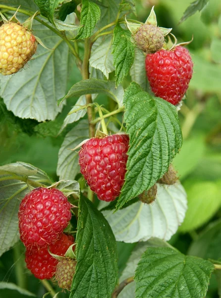 Raspberries on shrub — Stock Photo, Image